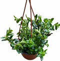Goldfish Plant 6" Hanging Pot -Profuse Bloomer Plant