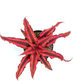 ragnaroc Live Plants – Cryptanthus ‘Red Star‘, 4-8" in 4" Pot - 1ct - Live Arrival Guaranteed - Succulents and House Plants for Home Decor & Gift