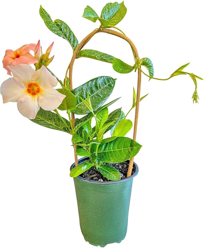 Giant Peach Mandevilla Vine – 1 Gallon, 16” to 20” Tall – Climbing Tropical Flowering Plant – Large Peach Blooms – Perfect for Trellis, Arbors & Containers – Thrives in Full Sun
