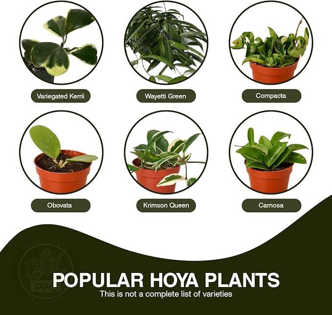 Hoya Plants 4 Live Houseplants in 4" Pots - Variety Assortment 4 Pack Hoya Plants - Pet Friendly Plants - Air Purifying Plants - CA Seller (Pack of 4 Hoya Plants)