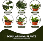 Hoya Plants 4 Live Houseplants in 4" Pots - Variety Assortment 4 Pack Hoya Plants - Pet Friendly Plants - Air Purifying Plants - CA Seller (Pack of 4 Hoya Plants)