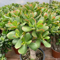 Jade Plant Live, Crassula Ovata in 2 Inch Pot, Air-Purifying, Low Maintenance, Perfect for Home and Office Décor, Easy Care Starter Plants