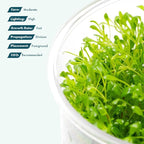 SubstrateSource Live Plant - Glossostigma elatinoides - Foreground Carpeting Plant with Bright Green Leaves, Snail-Free in Vitro Aquarium Plant - Tissue Culture