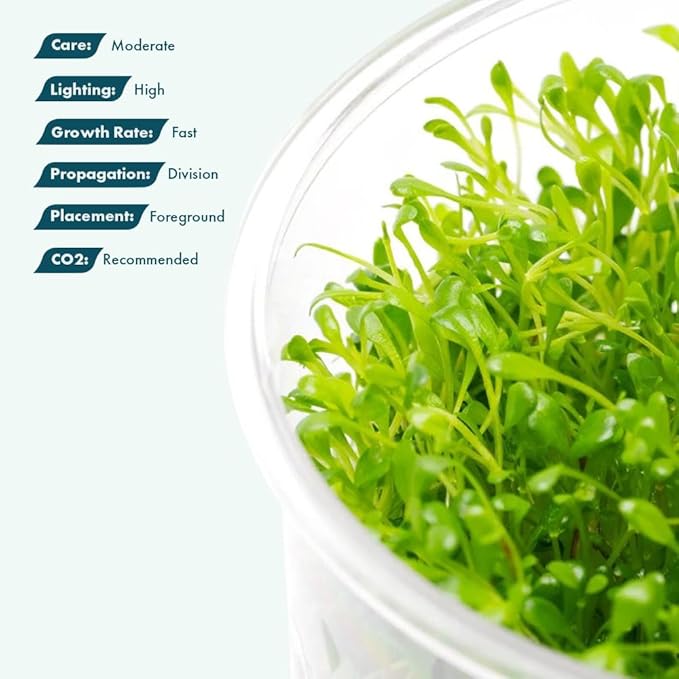SubstrateSource Live Plant - Glossostigma elatinoides - Foreground Carpeting Plant with Bright Green Leaves, Snail-Free in Vitro Aquarium Plant - Tissue Culture