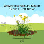 Southern Living 1 Gal. Stella Daylily Plant