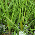 RedCrocus Dracaena 'Spikes' - Evergreen Indoor & Outdoor Plant, Pet Safe, Easy Care, Modern Foliage, Decorative for Borders & Containers 1 Quart (Pack of 12)