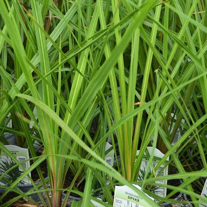 RedCrocus Dracaena 'Spikes' - Evergreen Indoor & Outdoor Plant, Pet Safe, Easy Care, Modern Foliage, Decorative for Borders & Containers 1 Quart (Pack of 10)
