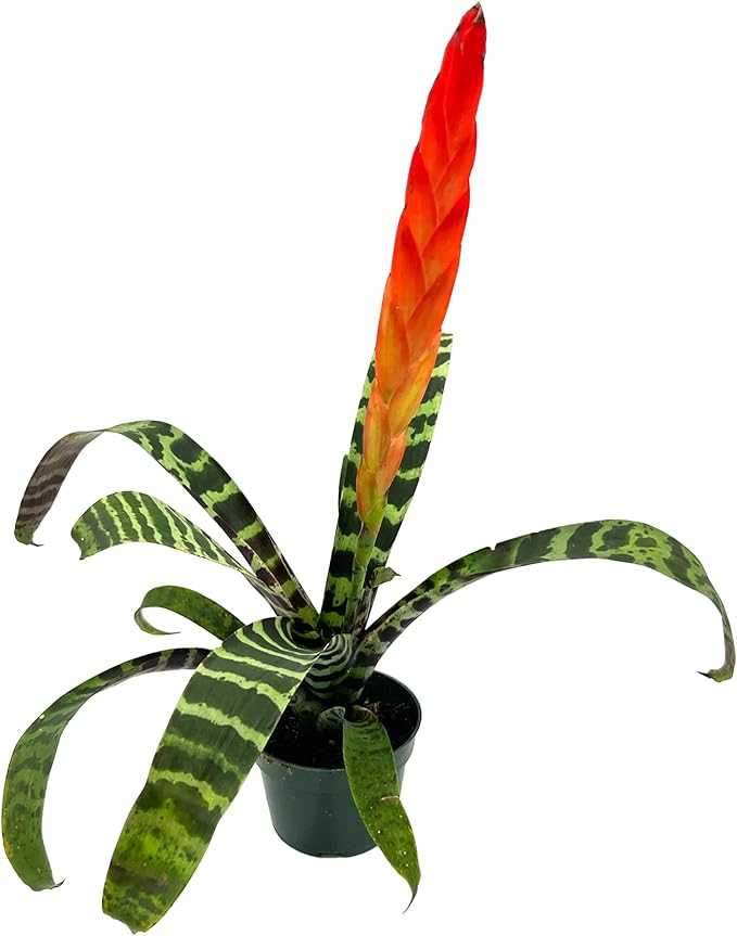 ragnaroc Live Plants – Bromeliad Vrisea Splenriet, 4-8" in 4" Pot - 1ct - Live Arrival Guaranteed - House Plants for Home Decor & Gift