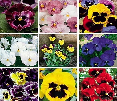Pansy Plants Live, Mix Color Viola Flowers, Winter Hardy Garden Plants, Pack of 4