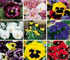 Pansy Plants Live, Mix Color Viola Flowers, Winter Hardy Garden Plants, Pack of 4