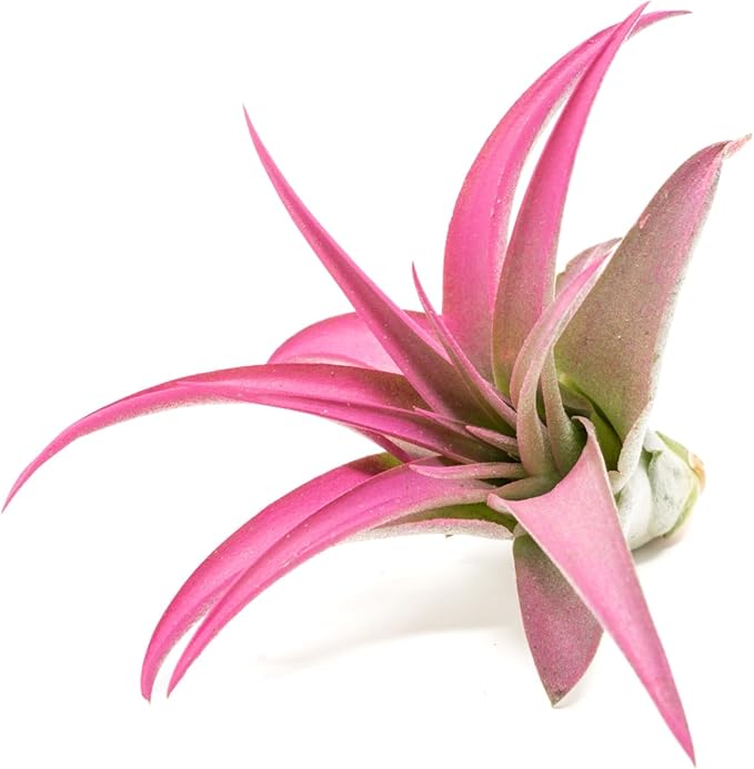Raspberry Colorful Tillandsia Air Plants - Long Lasting Color Enhanced Live Tillandsia Succulent House Plants - Home and Garden Decor - Easy Care Indoor/Outdoor Plants (Brachycaulos Abdita, Single)
