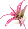 Raspberry Colorful Tillandsia Air Plants - Long Lasting Color Enhanced Live Tillandsia Succulent House Plants - Home and Garden Decor - Easy Care Indoor/Outdoor Plants (Brachycaulos Abdita, Single)