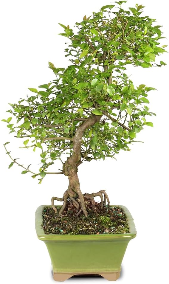 Chinese Sweet Plum