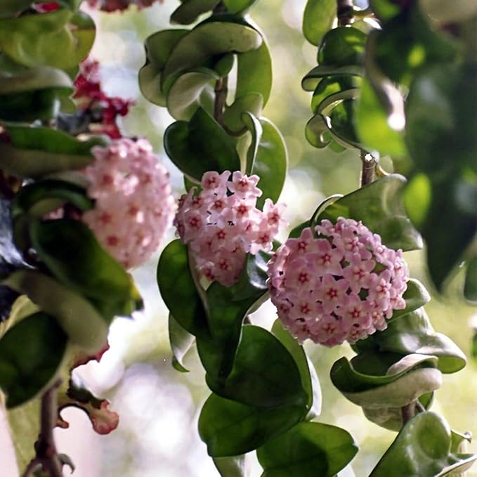 American Plant Exchange Hoya Compacta Hindu Rope, 6-Inch Pot, Live Flowering Wax Plant, Exotic Indoor Houseplant