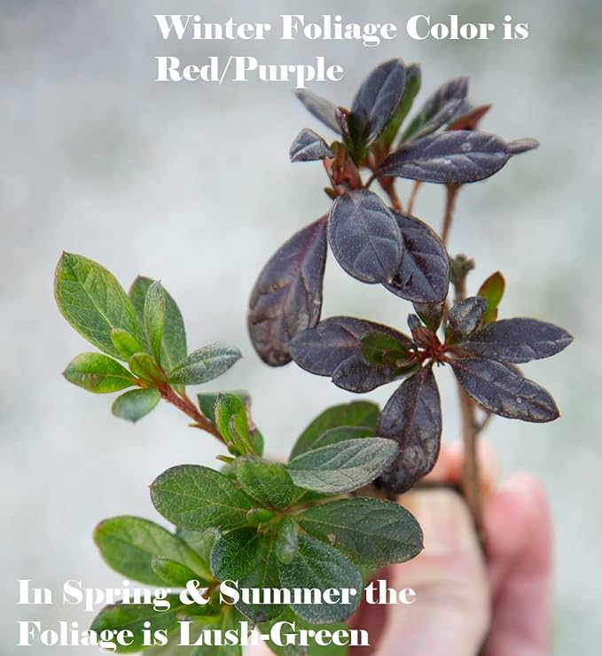 Autumn Amethyst Encore Azalea (1 Gallon) - Purple, Pink Flowering Shrub - Reblooming Rhododendron Plants