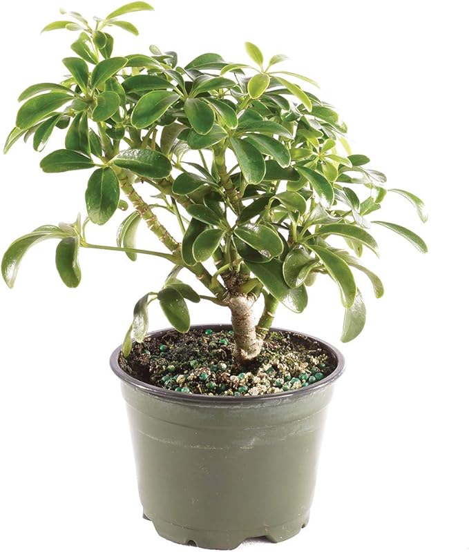 Brussel's Bonsai Live Hawaiian Umbrella Bonsai Tree - Small, 3 Year, 4 to 7 Inches Tall - Indoor Bonsai Tree with Grower Bonsai Pot
