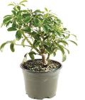 Brussel's Bonsai Live Hawaiian Umbrella Bonsai Tree - Small, 3 Year, 4 to 7 Inches Tall - Indoor Bonsai Tree with Grower Bonsai Pot