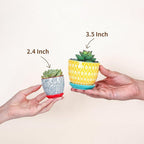 Selamica Ceramic 2.4 Inch Succulent Pots, Mini Flower Pots for Cactus Plant with Drainage Holes & Saucers, Home Decor, Set of 6, Assorted Colors