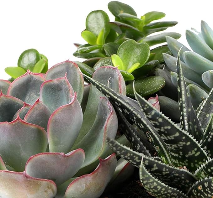 Green Circle Growers 6" Succulent Garden in Dultuh Ceramic with I Love You Pick and Glitter Mom Pick, Live Plant