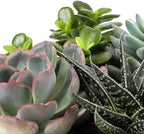 Green Circle Growers 6" Succulent Garden in Dultuh Ceramic with I Love You Pick and Glitter Mom Pick, Live Plant