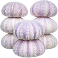 Nautical Crush Trading Sea Urchins Shells for Air Plants - 8 Purple (1.5-2.5") Sea Urchin Shells - Hanging Air Plant Holder - Air Plants Live Holders - Air Plant Pot - No Plants Included