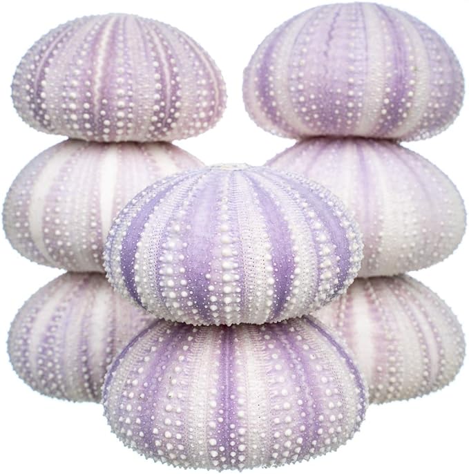 Nautical Crush Trading Sea Urchins Shells for Air Plants - 8 Purple (1.5-2.5") Sea Urchin Shells - Hanging Air Plant Holder - Air Plants Live Holders - Air Plant Pot - No Plants Included