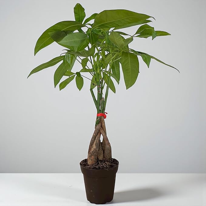 Money Tree Live Indoor Plant | 14-22 Inches Tall Bonsai | Easy to Grow Houseplant | Home, Office, or Room Decor | Birthday, Housewarming Gift in 4 Inch Pot