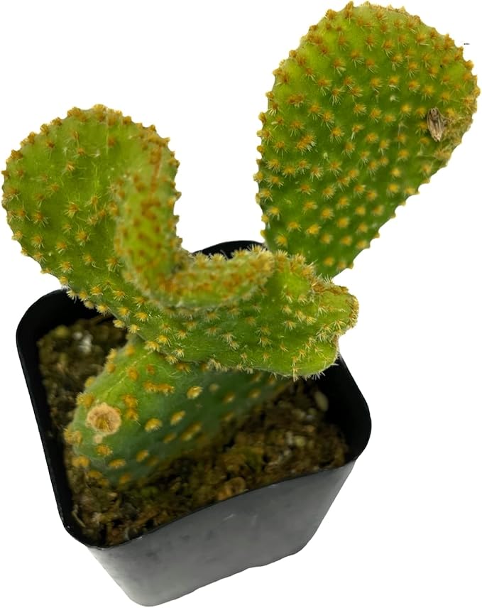 Live Succulent Cactus Plants (2" Opuntia Microdasy Golden Swirl Monstrose)