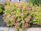 RedCrocus Goldmound Bumalda Spirea- Vibrant Deciduous Shrub for Garden Borders & Containers, Pollinator-Attracting, Easy Care, Full Sun to Partial Shade, Pet Safe, Fertilizer & Pruning Tip