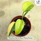 RedCrocus Monstera 'Burle Marx Flame' Indoor Plant- Unique Foliage, Bright Indirect Light, Pet Safe, Container Friendly, Perfect for Modern Decor 6" Pot