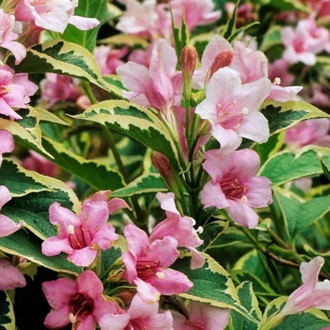 2 Variegated Weigela Shrubs - 6-12" Tall Live Plants - White, Green, Pink Flowering Bush - Weigela Florida 'Variegata' - (2 Pack)