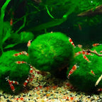 8Pcs Moss Balls for Fish Tank Aquarium Plants Freshwater Moss Ball Decorative, Grrren, 1.2-1.5" (8)