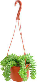 Shop Succulents Burrito Sedum Hanging Succulent, Fully Rooted Live 6" Succulent Plant, Low Maintenance Indoor Plant, Hardy Succulents, Trailing Succulents, Gift & Garden