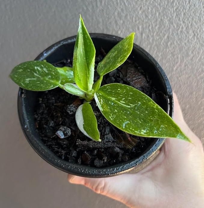 Variegated Philodendron Live Plant, Rare Indoor Houseplant Live Well Rooted 5-7 Inches, Container Growing, Home Office Decor (White Princess Philodendron)