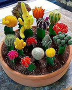 Seeds Succulent Cactus Cacti Variety Mix - 25 Seeds