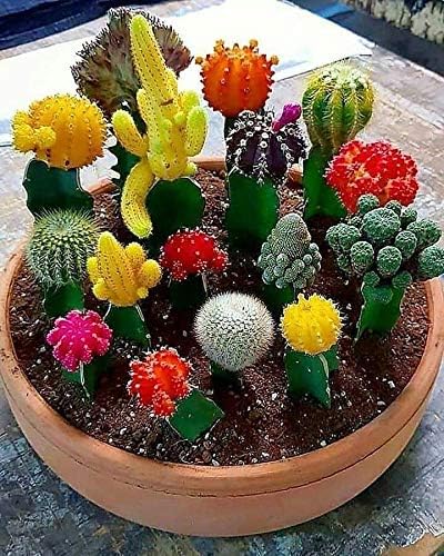 Seeds Succulent Cactus Cacti Variety Mix - 25 Seeds