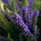 Rosemary Plant Live in Pot, Live Rosemary Plant, 8 Inches in Height, Fragrant Herb Plants