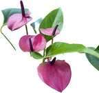 Anthurium Purple Andraeanum - Exquisite Indoor Plant with Long-Lasting Blooms and Lush Foliage & Glossy Purple Flowers - Easy-Care Indoor Plant - CA Seller - Air Purifying Plant (Small Plant, 4" Pot)