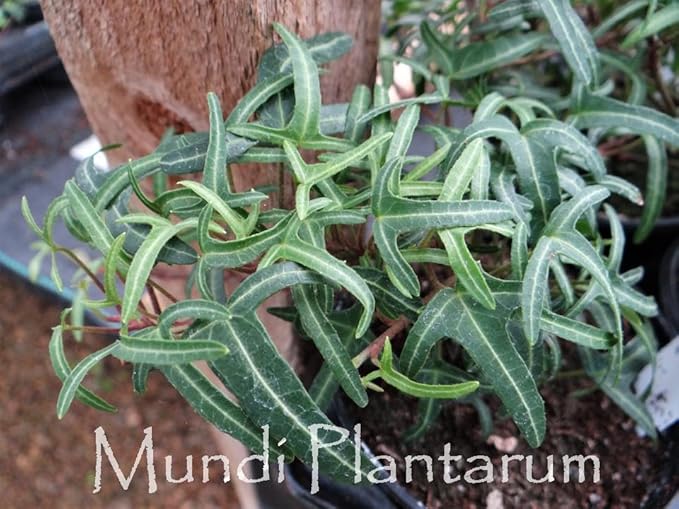 RedCrocus Algerian Ivy Hedera Algeriensis Tripod Climbing Vine for Indoor & Outdoor Decor, Wall Cover, Fence, Garden, Container, Pet Safe 8" Pot