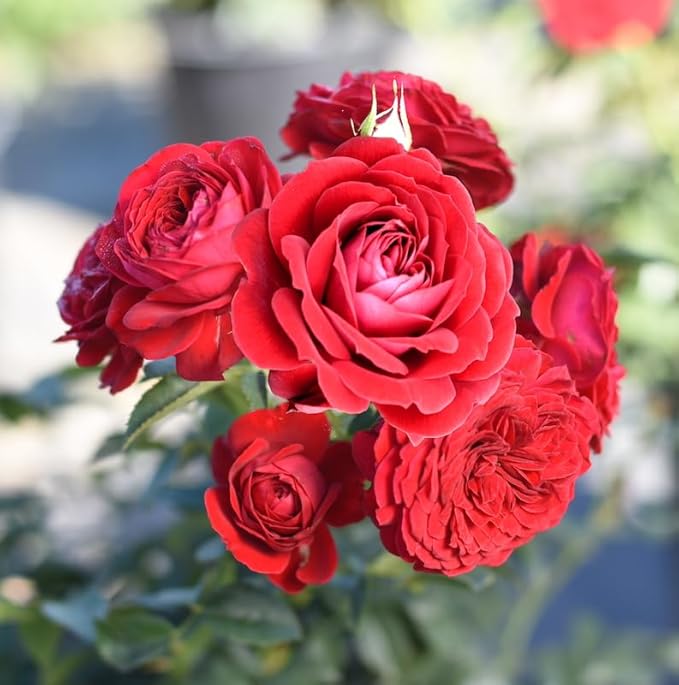 Fresh Roses for Delivery Prime, Red Roses Live Rose Bush Plants, Indoor Rose Plant Lover Gifts, Fresh Flowers for Delivery Prime, Potted Rose Plant Live Plants, Outdoor Plants Live by Plants for Pets
