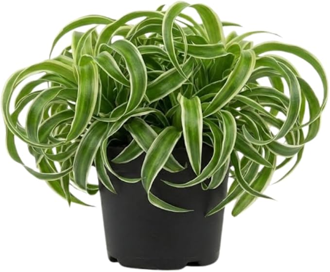 Curly Spider Plant Live in 4 Inch Pot, Live Spider Plants Indoor, Air-Purifying, Low Maintenance, Perfect for Home and Office Décor, Easy Care Starter Plants