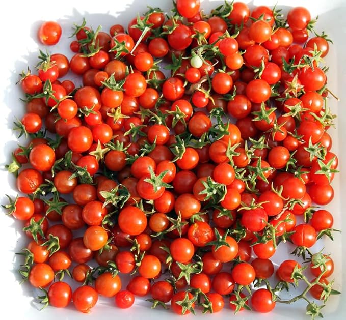 Harley Seeds 30 Sweetie Cherry a.k.a. Sugar Sweetie Tomato Seeds, Heirloom Non-GMO, Indeterminate, Extra Sweet, Heavy-Yielding, Open-Pollinated, Delicious, from USA Red