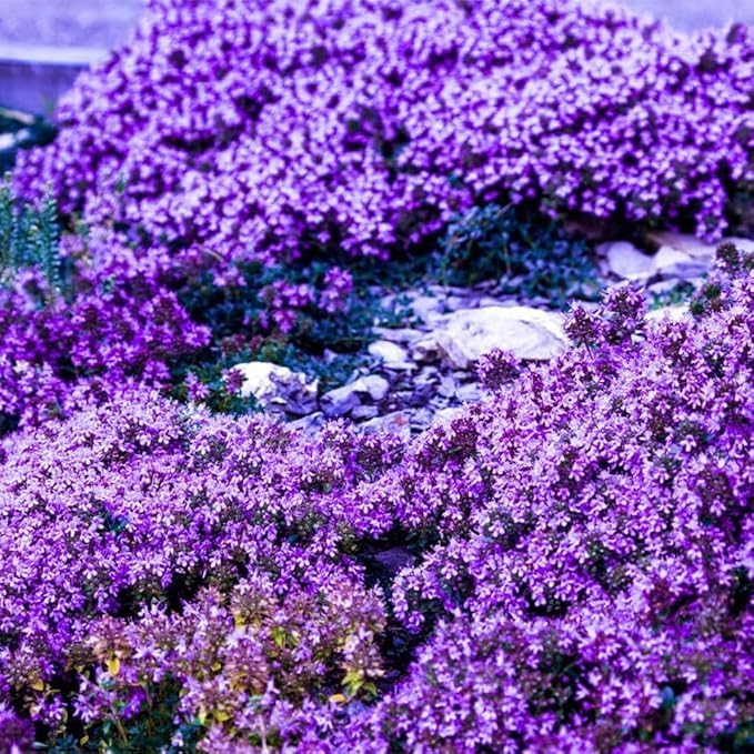 21000+ Creeping Thyme Seeds for Planting Outdoor-Perennial Non-GMO Thymus Serpyllum Magic Carpet Ground Cover Herb Plant in Home Garden