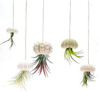 5 Pcs Conch Plant Holders, Sea Shell Air Plant Holders for Hanging Decorative Air Plant Display Containers Sea Urchin Hanging Pot for Garden Beach Theme Party