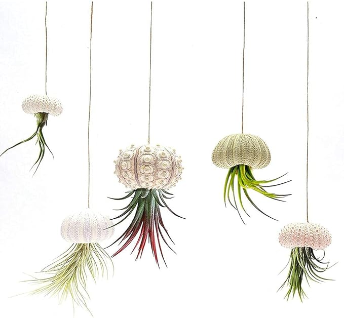 5 Pcs Conch Plant Holders, Sea Shell Air Plant Holders for Hanging Decorative Air Plant Display Containers Sea Urchin Hanging Pot for Garden Beach Theme Party