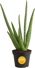 Costa Farms Aloe Vera Plant, Live Succulent, Easy Care Indoor Houseplant in Grower Pot, Room Air Purifier, Tabletop, Office, Desk or Home Décor, Housewarming, Garden Gift, 10-Inches Tall
