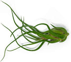 Tillandsia Air Plants Live Indoor Plants (100 Pack), Air Plants Bulk Party Favors or Wedding Favors Live Plants, Air Plant Lover Gifts, DIY Terrarium Kit, Air Succulents Plants Live by Plants for Pets