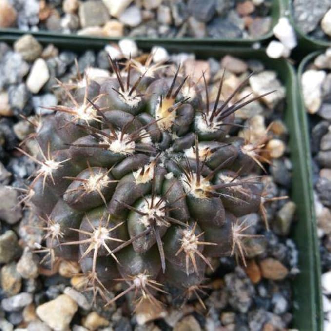 Neochilenia huascensis eriosyce crispa Cacti Cactus Succulent Real Live Plant
