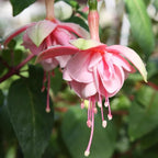 2 Fuchsia Plants, Live Fragrant Fuchsia Flower Bush Shrub, 3-6 Inches Tall (Pink)