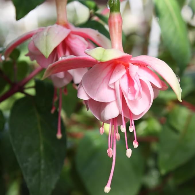 2 Fuchsia Plants, Live Fragrant Fuchsia Flower Bush Shrub, 3-6 Inches Tall (Pink)